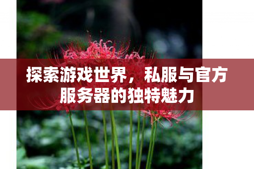 探索游戏世界,私服与官方服务器的独特魅力 探索游戏世界,私服与官方服务器的独特魅力