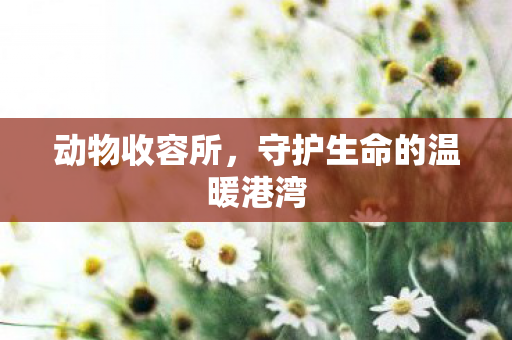 守护生命的温暖港湾图片