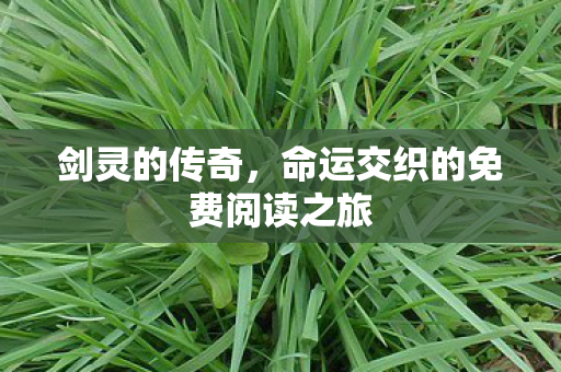 命运交织的免费阅读之旅图片