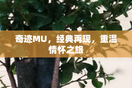 重温情怀之旅图片