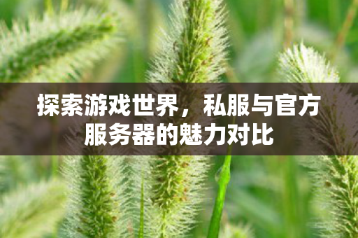 私服与官方服务器的魅力对比图片