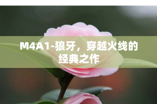 穿越火线的经典之作图片