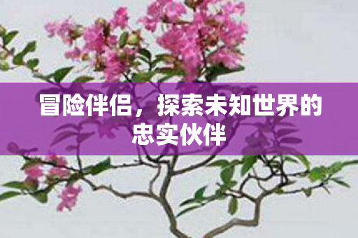 探索未知世界的忠实伙伴图片