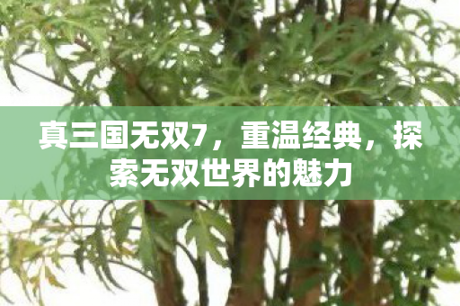 探索无双世界的魅力图片
