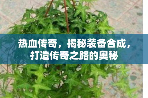 打造传奇之路的奥秘图片