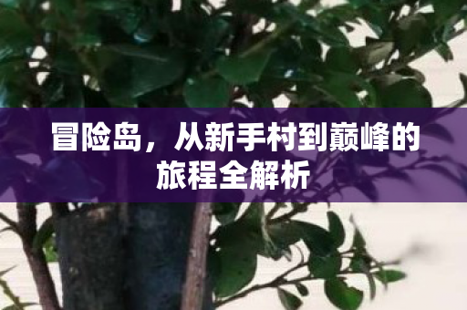 从新手村到巅峰的旅程全解析图片