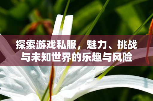 探索游戏私服,魅力、挑战与未知世界的乐趣与风险 探索游戏私服,魅力、挑战与未知世界的乐趣与风险