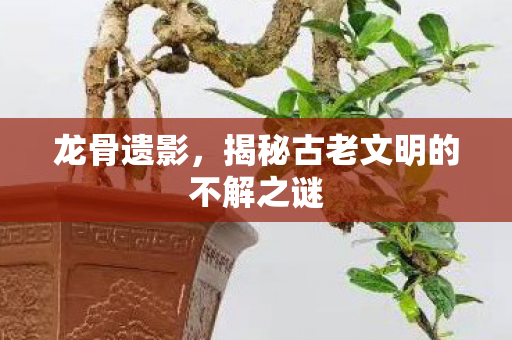 龙骨遗影，揭秘古老文明的不解之谜