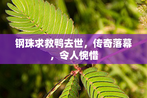 钢珠求救鸭去世图片