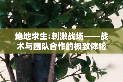 战术与团队合作的极致体验图片