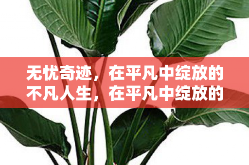 无忧奇迹，在平凡中绽放的不凡人生，在平凡中绽放的不凡人生，无忧奇迹