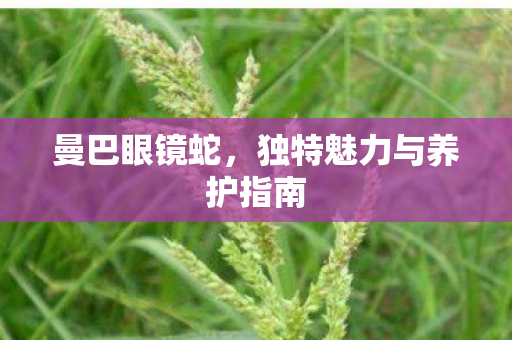 曼巴眼镜蛇,独特魅力与养护指南 曼巴眼镜蛇,独特魅力与养护指南