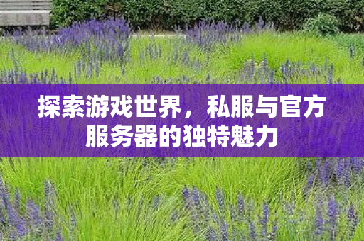 私服与官方服务器的独特魅力图片