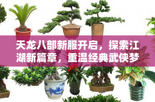 天龙八部新服开启,探索江湖新篇章,重温经典武侠梦 天龙八部新服开启,探索江湖新篇章,重温经典武侠梦