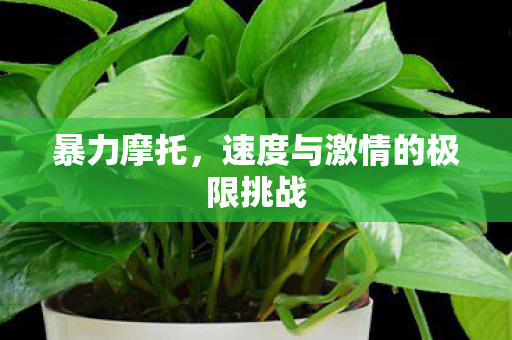 速度与激情的极限挑战图片
