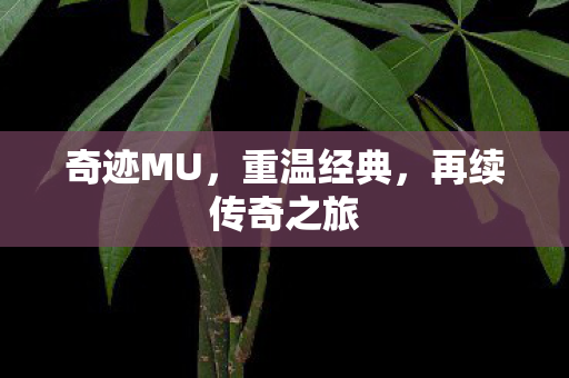 再续传奇之旅图片