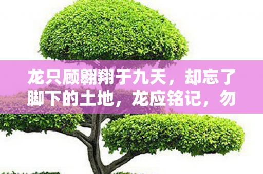 龙只顾翱翔于九天图片