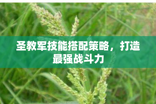 圣教军技能搭配策略图片