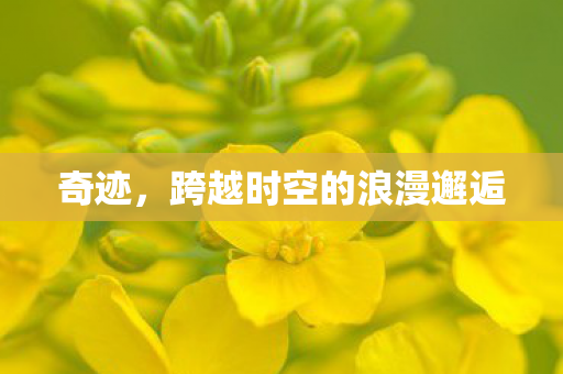 跨越时空的浪漫邂逅图片