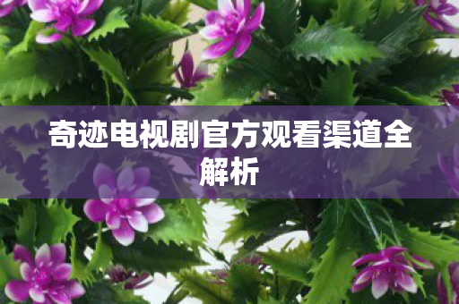 奇迹电视剧官方观看渠道全解析 奇迹电视剧官方观看渠道全解析