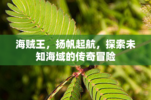 海贼王,扬帆起航,探索未知海域的传奇冒险 海贼王,扬帆起航,探索未知海域的传奇冒险