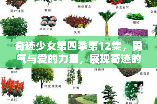 奇迹少女第四季第12集图片