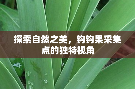 探索自然之美,钩钩果采集点的独特视角 探索自然之美,钩钩果采集点的独特视角