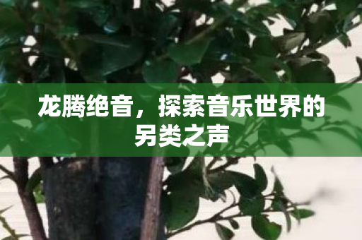 探索音乐世界的另类之声图片