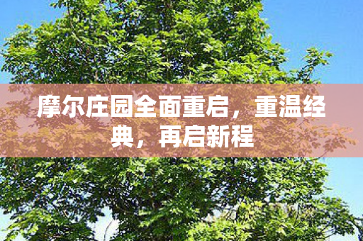 摩尔庄园全面重启图片