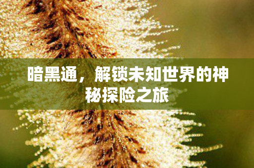 解锁未知世界的神秘探险之旅图片