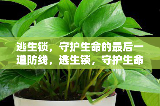 守护生命的最后一道防线图片