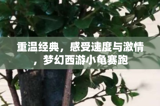梦幻西游小龟赛跑图片