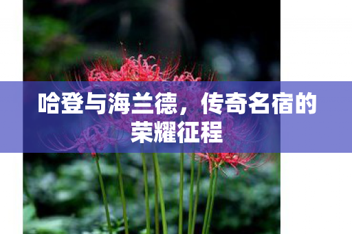 传奇名宿的荣耀征程图片