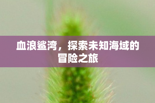 探索未知海域的冒险之旅图片
