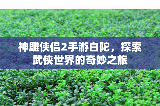探索武侠世界的奇妙之旅图片