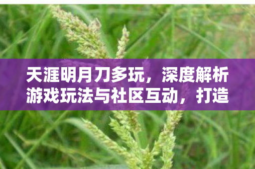 天涯明月刀多玩,深度解析游戏玩法与社区互动,打造沉浸式江湖体验 天涯明月刀多玩,深度解析游戏玩法与社区互动,打造沉浸式江湖体验