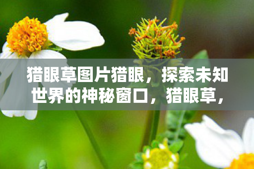 探索未知世界的神秘窗口图片