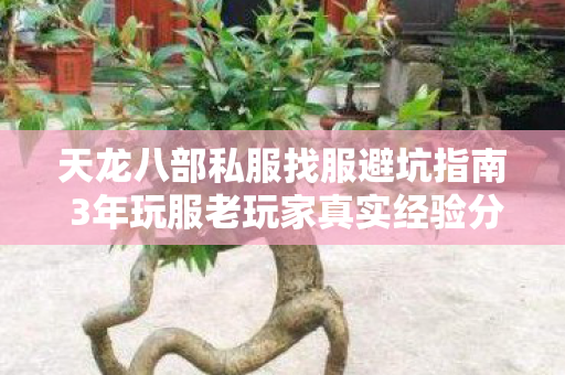 天龙八部私服找服避坑指南 3年玩服老玩家真实经验分享图片