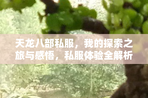 我的探索之旅与感悟图片