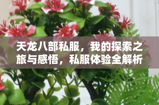 我的探索之旅与感悟图片