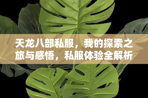 我的探索之旅与感悟图片
