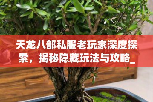 天龙八部私服老玩家深度探索图片