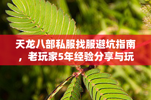 老玩家5年经验分享与玩法感悟图片