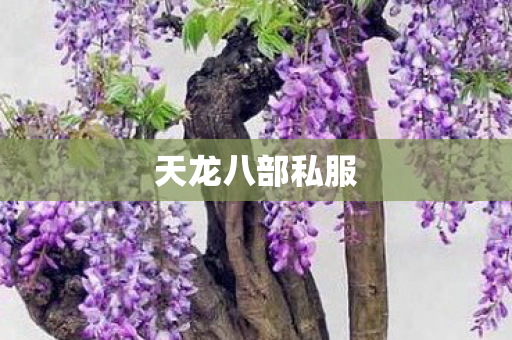 天龙八部私服图片