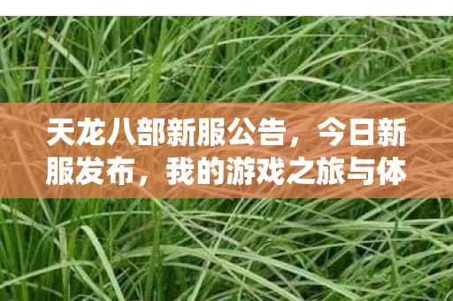 我的游戏之旅与体验图片