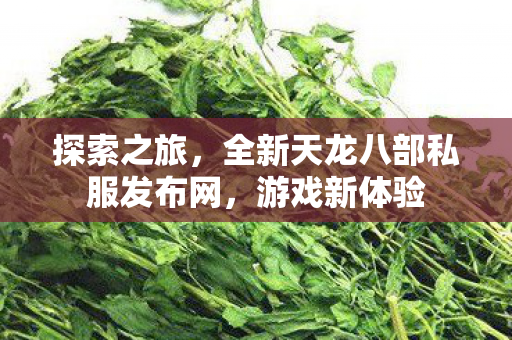全新天龙八部私服发布网图片