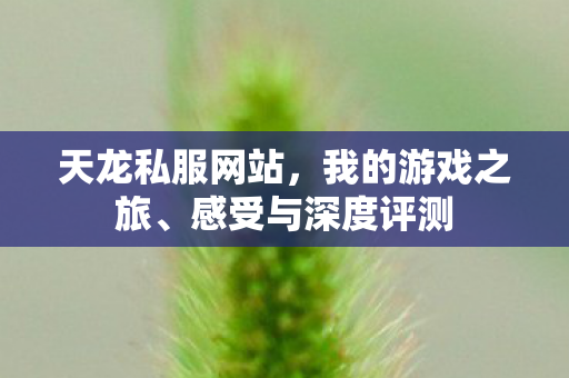 感受与深度评测图片