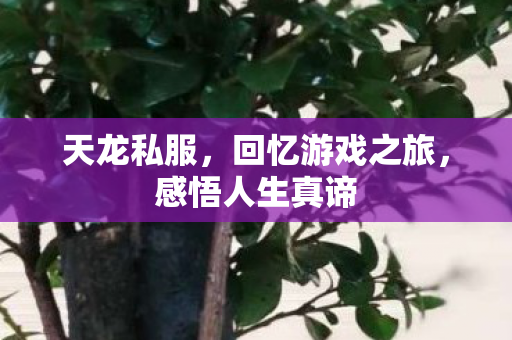 回忆游戏之旅图片