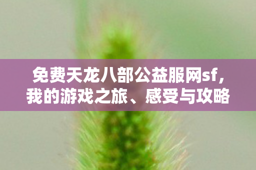 免费天龙八部公益服网sf图片
