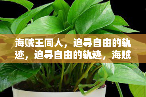 追寻自由的轨迹图片
